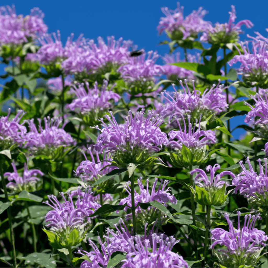 Bee Balm Nutritional Benefits and Medicinal Uses