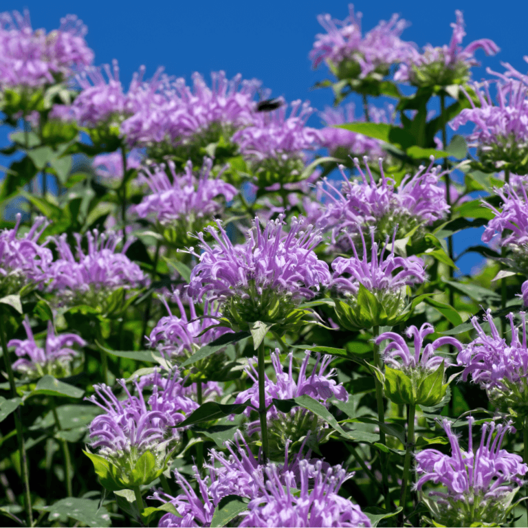 Bee Balm Nutritional Benefits and Medicinal Uses