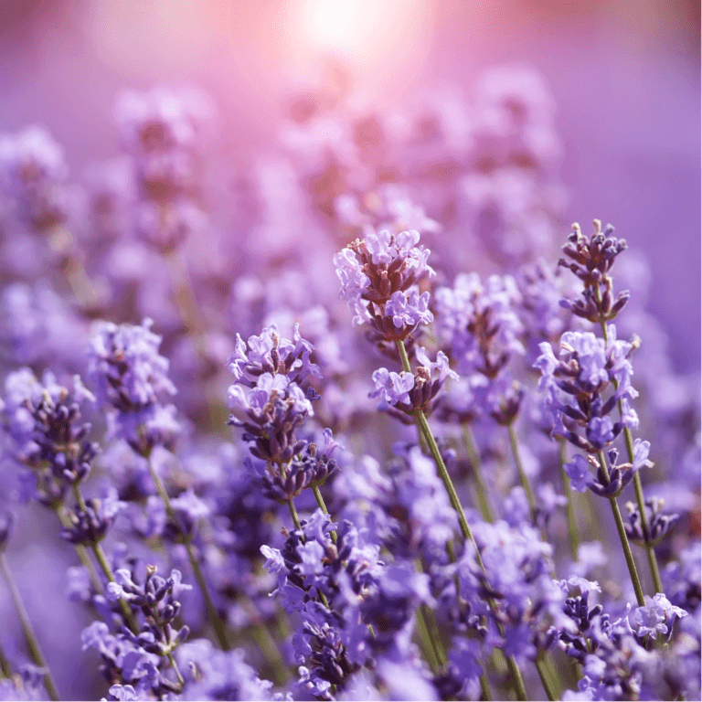 Lavender is a Wonder World
