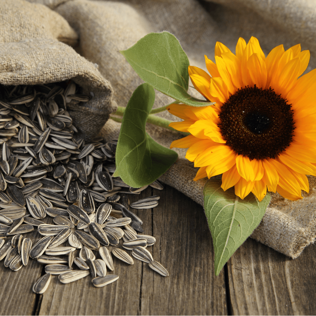 Sunflower Seeds a Nutritional Addition