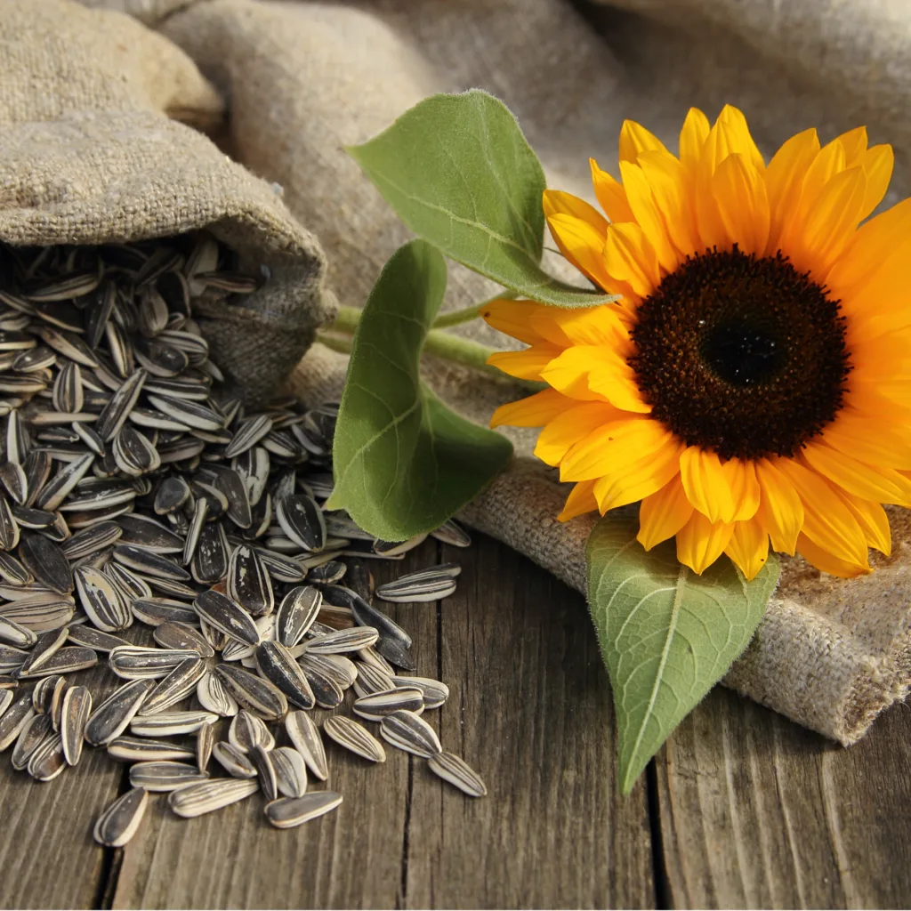 Sunflower Seeds a Nutritional Addition