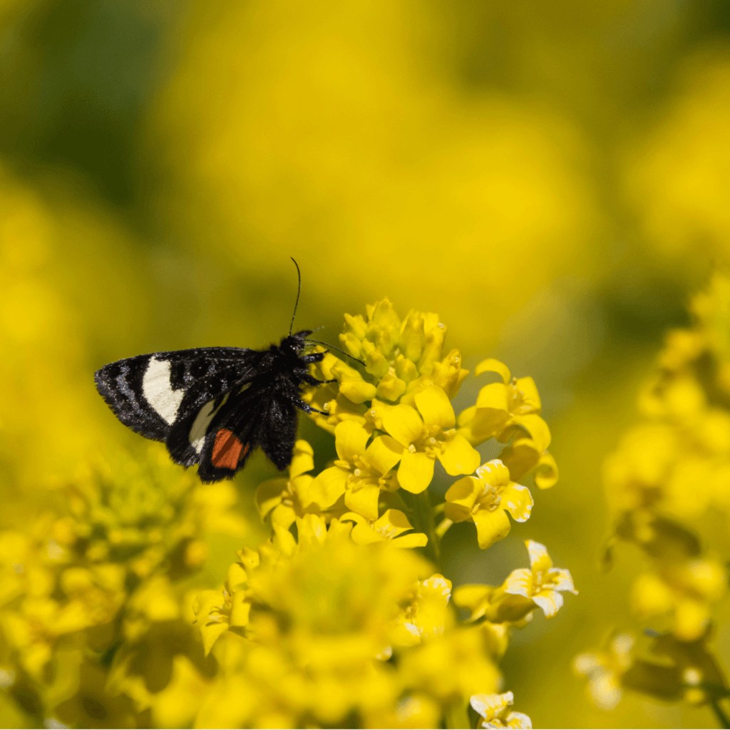 Benefits of Wintercress