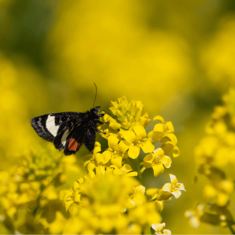 Benefits of Wintercress
