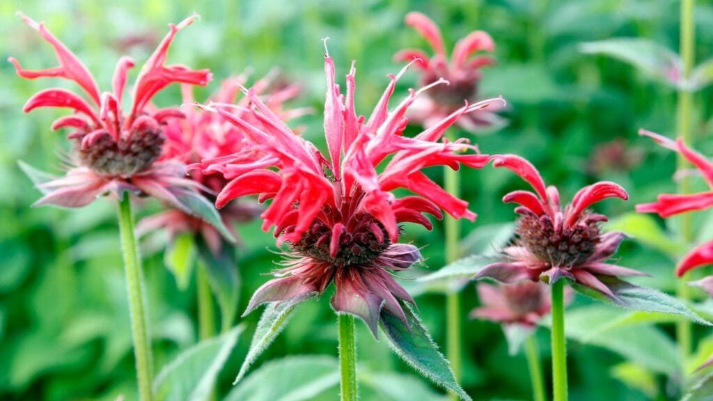 Bee Balm benefits Manual of Health